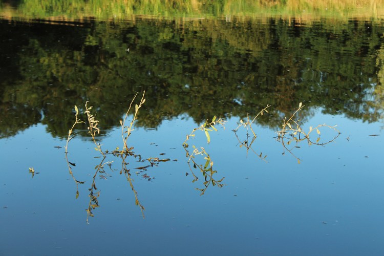 blog,animal,sensible,paysage,nature,eau,végétal,soleil,eau,feuilles