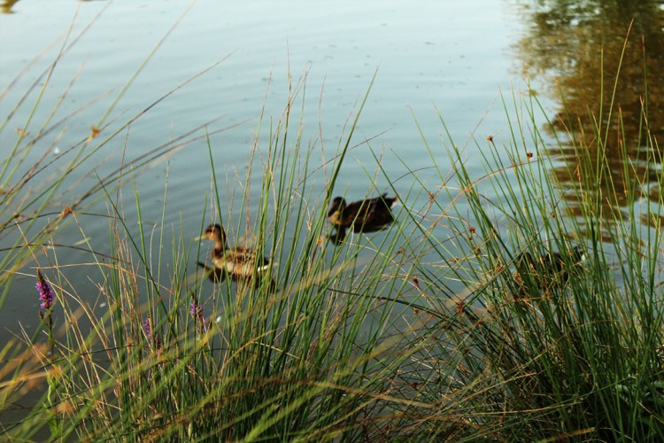 animal,sensible,instagram,canards,nature,lac,balizy,plaine,,fleurs,vegan