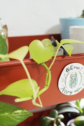 animal,sensible,pothos,néon,plantes,jungle,green,blog,chouette