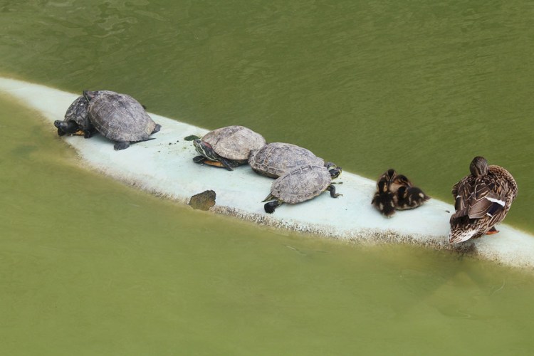 animal,sensible,blog,instagram,canard,eau,château,poussin,tortue,nantes,grands,ducs,bretagne,vegan,veganisme,vacances