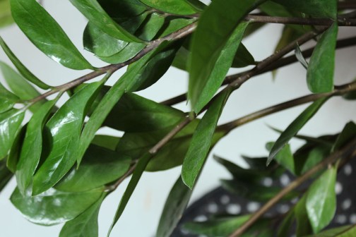 animal,sensible,blog,bilan,2019,bonne,année,zamioculcas,zamifoliia,plante,jungle