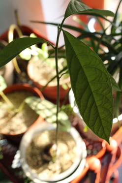 animal,sensible,blog,instagram,avocatier,tag,plante,jungle,moonlight