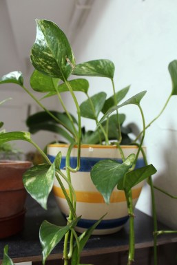 animal,sensible,blog,instagram,pothos,tag,plante,jungle