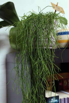 animal,sensible,blog,instagram,rhipsalis,tag,plante,jungle,moonlight