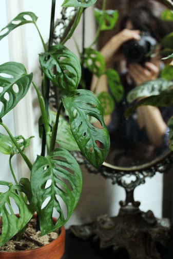 animal,sensible,blog,monstera,adansonii,cnenanthe,plantes,photo,miroir