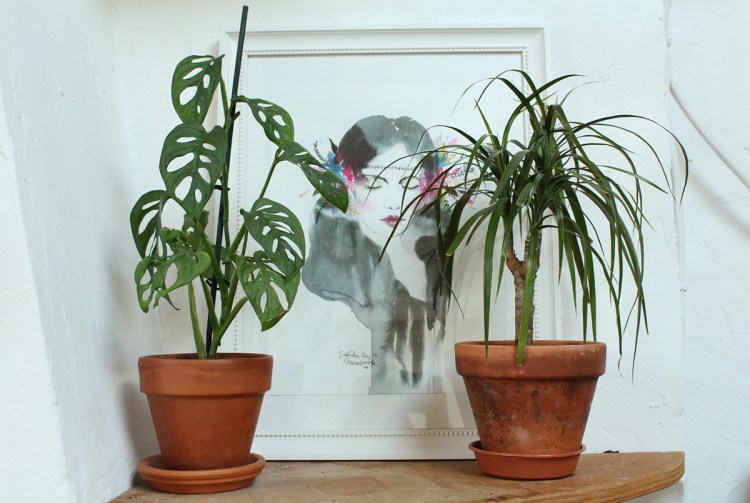 animal,sensible,blog,instagram,plant,tour,plante,jungle,urbaine,étagère,monstera,adansonii,dragonnier